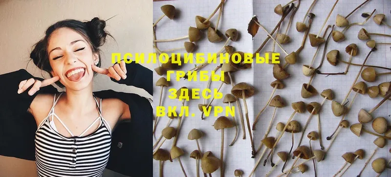 Галлюциногенные грибы Magic Shrooms Ермолино